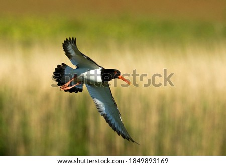 Similar – Foto Bild Austernfischer im Flug