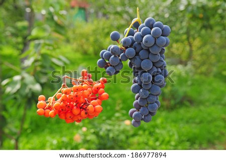 Bunch of grapes and a bunch of rowan