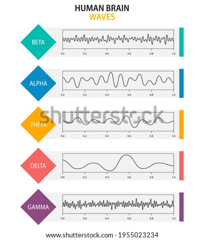 Set of brain waves oscillation. Beta, alpha, theta, delta, gamma brain waves. Human rhythm, types, amplitude of mind waves. Vector illustration.