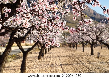Similar – Image, Stock Photo beautiful almond tree flowers at sunset. Nobody, nature and spring concept