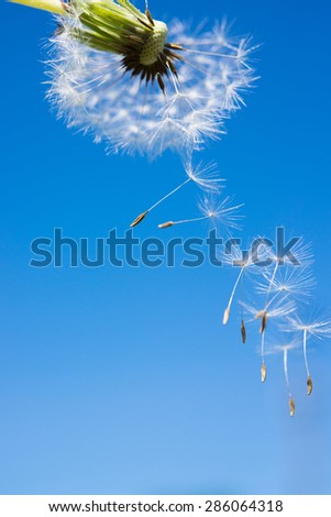 Dandelion fluff flying in air