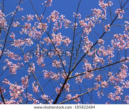 Cherry blossoms with nice background color for adv or others purpose use