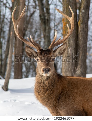 Similar – Image, Stock Photo Red Deer (Cervus elaphus) Stag bellowing during the rut.