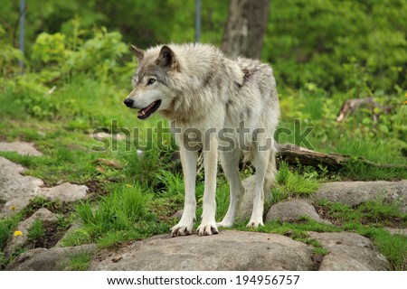 Grey wolf standing on a rock in a forest environment