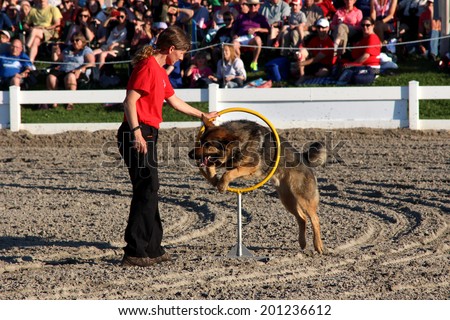OTTAWA, CANADA - June 26, 2014 - Rescue dog from the Ottawa Valley Search & Rescue Dog Association jumps through a hoop during the Royal Canadian Mountain Police (RCMP) Musical Ride Sunset Ceremonies