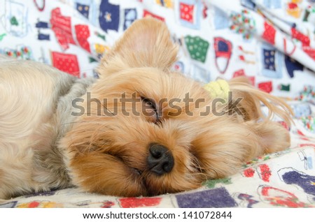 Yorkie terrier sleeping on bad