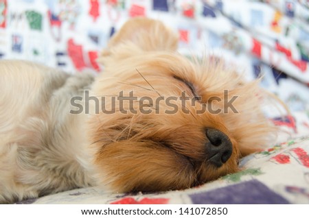 Yorkie terrier sleeping on bad