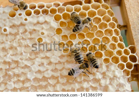 Honey cells sealed with wax