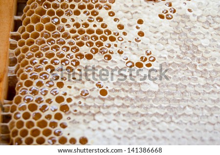 Cells fulled with honey and sealed with wax