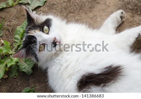 Cat lying on the ground on back