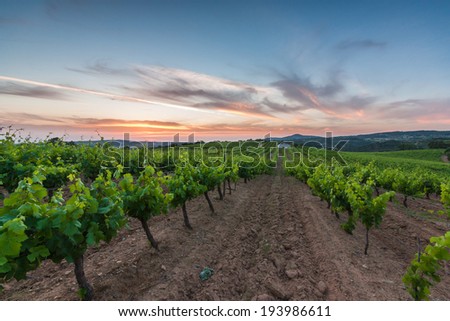 Vineyard at sunset in Portugal