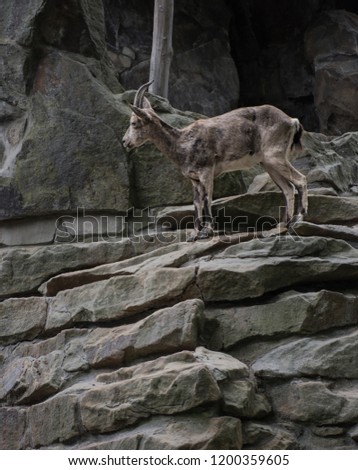 Similar – Image, Stock Photo Large zoo Berlin City