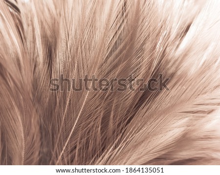 Beautiful abstract white and brown feathers on white background and soft yellow feather texture on white pattern and yellow background, feather background, gold feathers banners