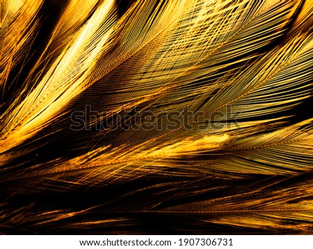 Beautiful abstract white and brown feathers on black background, soft yellow feather texture on white pattern and yellow background, feather background, gold feathers banners