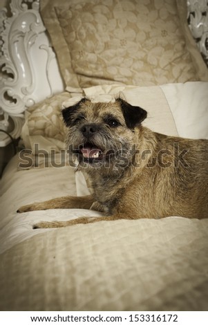 Gorgeous Border Terrier on the family bed looking happy