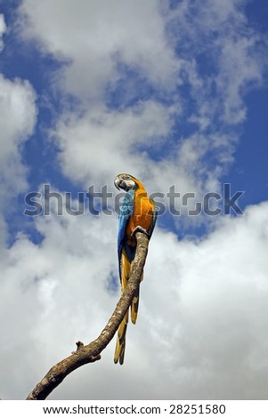 Orange and Blue Parrot Against Blue Sky