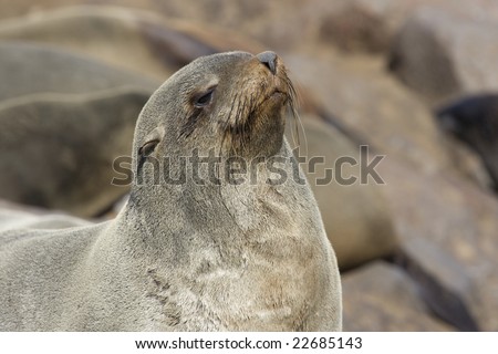 Seal in Cape Cross seal reserve. Skeleton coast. Namibia.