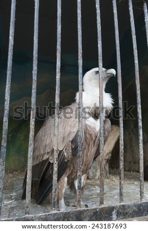 Eagle behind the bars of Zoo cell (Pyatigorsk, Russia)