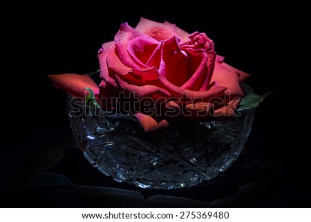 Red rose in crystal bowl on a dark background