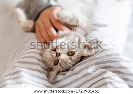 Playful and happy kitten in the hands.Portrait of cute grey cat.Scottish cat.