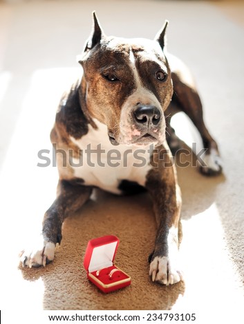 the dog of breed the boxer protects wedding rings of the groom and bride