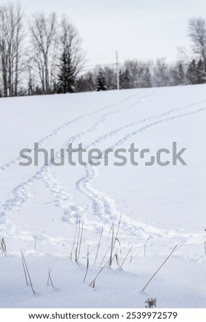 Similar – Image, Stock Photo Cold curvature Snow Winter