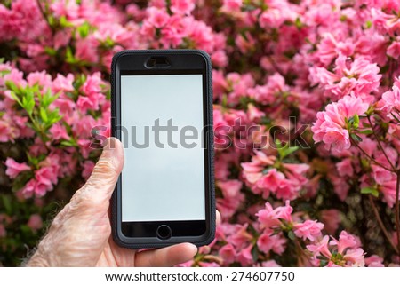 First person point of view showing a man\'s hand holding a generic smartphone with a blank screen against a bank of pink flowers on an azalea bush.