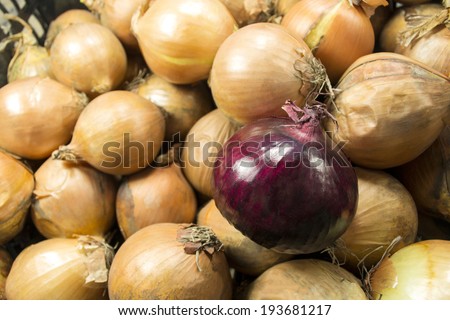 red onion on a background of white onions