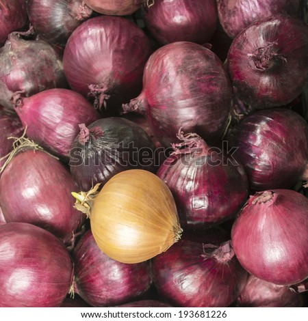white onions on a background of red onion