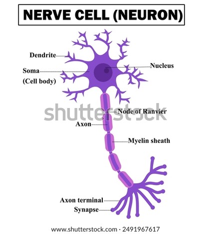 Structure of a motor neuron.Anatomy of nerve cell.Nervous system.Axon, dendrites, myelin sheath and soma.Diagram for for biology.Education Chart.Schwann cell.Infograhic.Cartoon vector illustration.