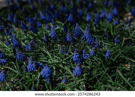 Similar – Image, Stock Photo A grape hyacinth blooms in the garden, moistened with drops of water.