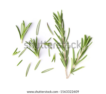 Rosemary isolated on white background. Top view.