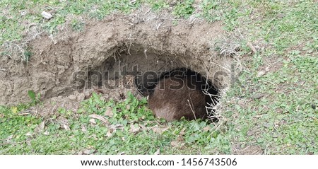 stock-photo-wombat-hiding-near-its-burro