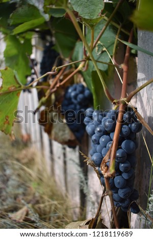 vineyard with grapes ready for harvest Сток-фото © 