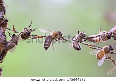 Trust in teamwork of bees. Bees make metaphor for business, concept of teamwork, partnership, cooperation, trust, community, bridging the gap, bridge, link, chain, nature.