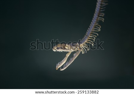 Snake skeleton on dark background. Metaphor for emotions such as anger, aggression, fear, danger, bossy, scary, or unpleasant, obnoxious, angry man or woman, or rituals of magic and witchery.