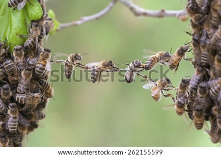 Trust in teamwork of bees linking two bee swarm parts. Bees make metaphor for business, concept of teamwork, partnership, cooperation, trust, community, bridging the gap, bridge, link, chain, nature.