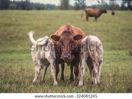 Twin teamwork. Cow with two suckling calves. Metaphor for mothers role, pressure, teamwork etc.