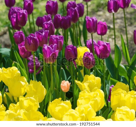 Beautiful violet and yellow tulips closeup