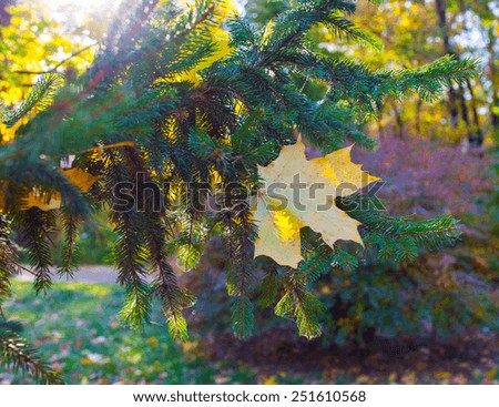 Beautiful yellow and orange single autumn maple leaf on the spruce tree branch in the evening sun closeup