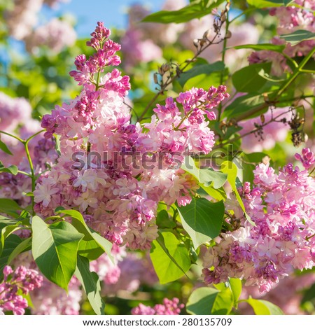Beautiful pink, purple and violet lilac flowers blossom in shades of green leaves closeup