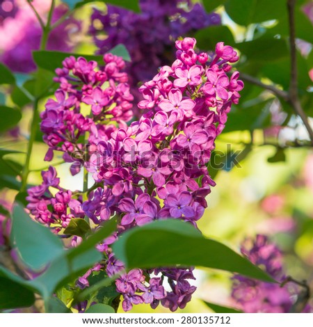 Beautiful pink, purple and violet lilac flowers blossom in shades of green leaves closeup
