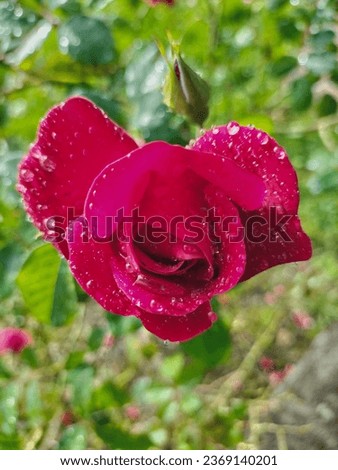 Similar – Image, Stock Photo Raindrops on the rose
