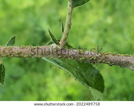 Apple tree branch infested with green apple aphids (Aphis pomi). Selective focus. Zdjęcia stock © 