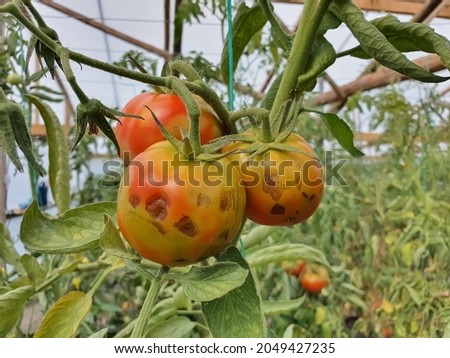 Tomatoes infected with late blight - Phytophtora infestans. Late blight is a potentially devastating disease of tomato and potato, infecting leaves, stems and fruits of tomato plants. Selective focus.