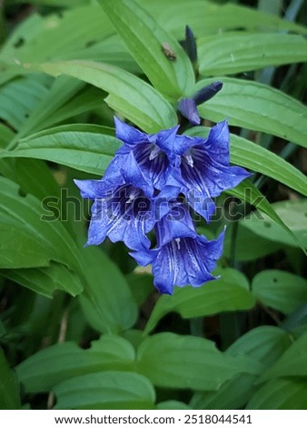 Image, Stock Photo Inflorescences of a bell heather, Erica gracilis, a shrub from South Africa