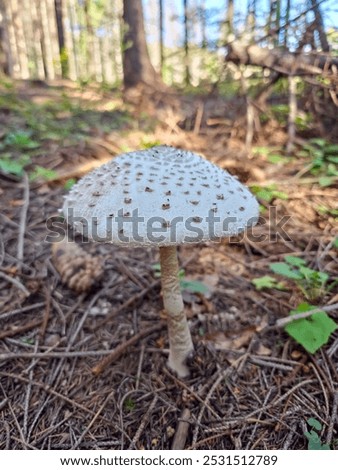 Similar – Image, Stock Photo Edible mushroom Macrolepiota procera