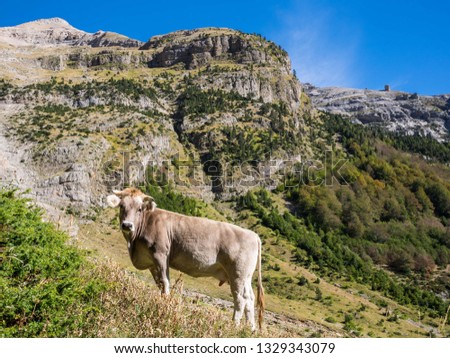 Similar – Image, Stock Photo Pyrenean cow looking at the camera