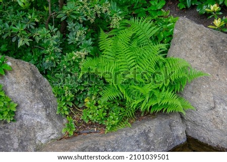 1 Dryopteris Crispa congesta Fern Hardy Evergreen Groundcover Living Green Wall