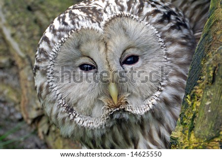 portrait of owl in a hollow of a tree